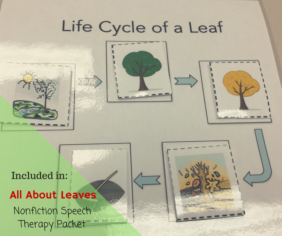 Life Cycle of a Leaf